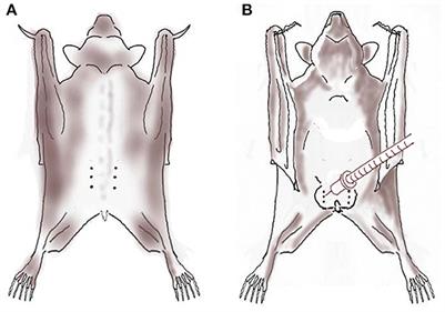 Anesthesia, pain management and surgical approach of ovariectomy or orchiectomy in six Egyptian fruit bats (Rousettus aegyptiacus): A case report
